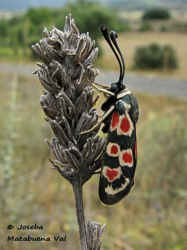 Zygaena occitanica